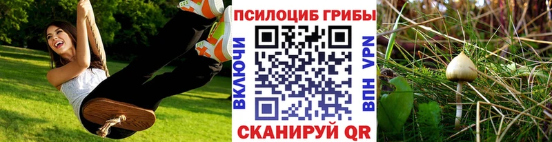 Псилоцибиновые грибы Psilocybe  купить  цена  Балашиха 